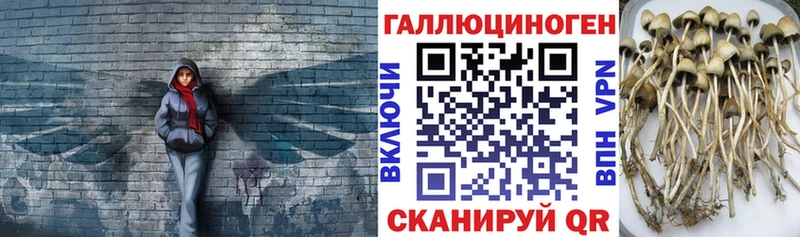Псилоцибиновые грибы Cubensis Сосновый Бор
